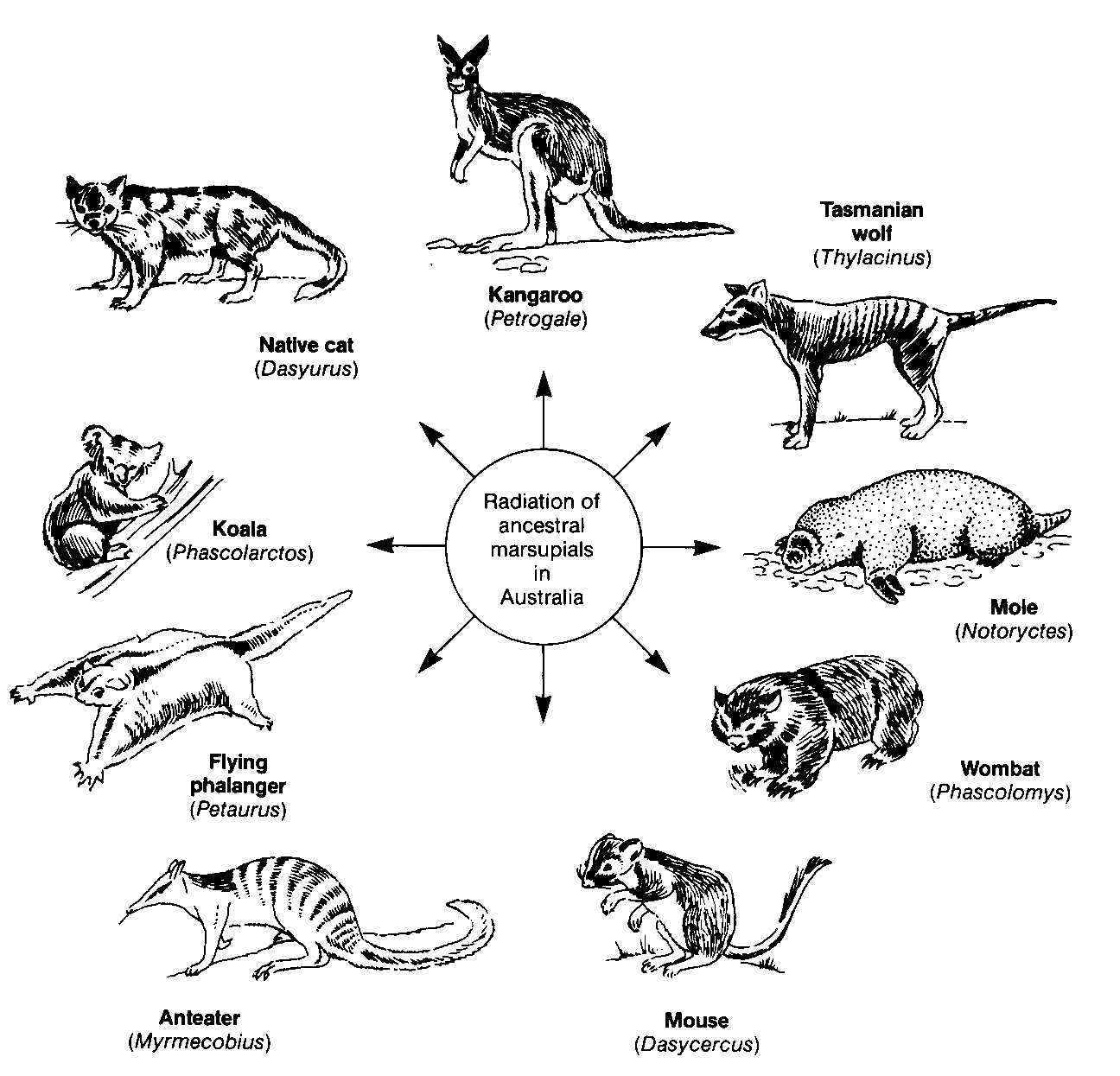 Essays on darwin