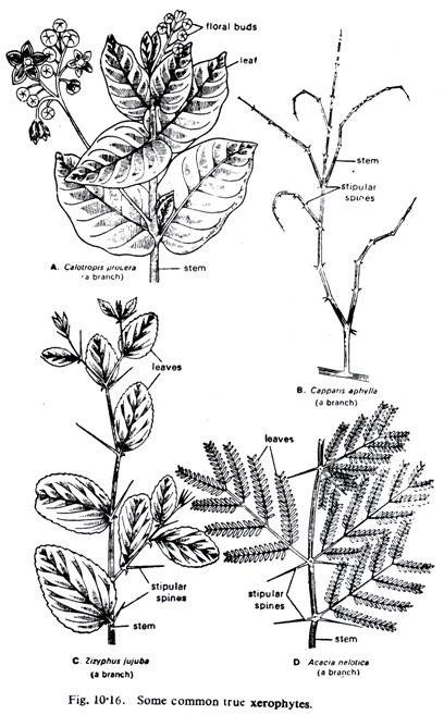 mesophytes adaptations