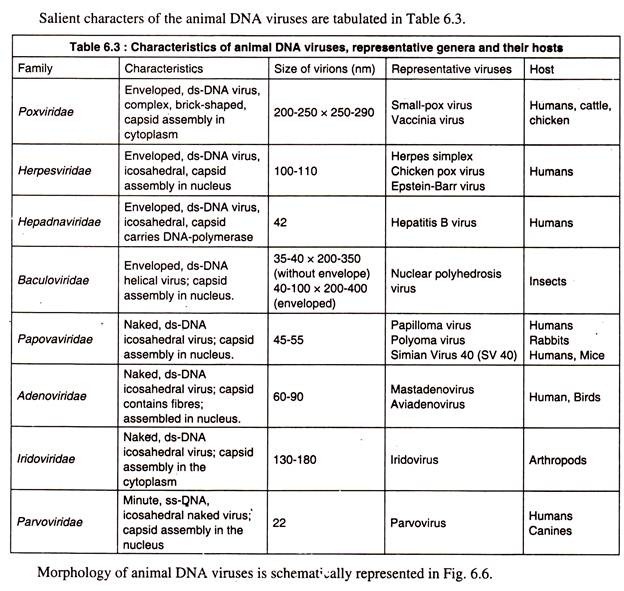 Salient Characters of the Animal DNA Viruses