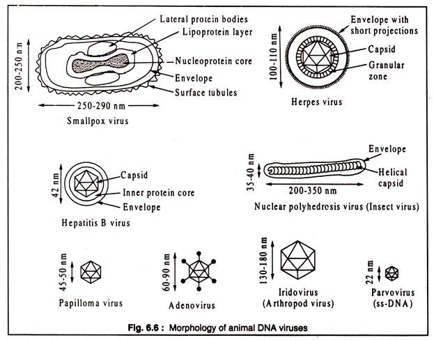 Morphology of Animal DNA Viruses
