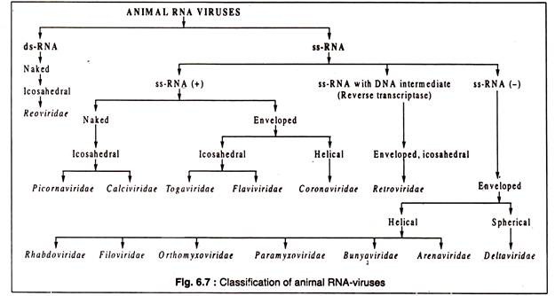 Classification of Animal RNA-Viruses