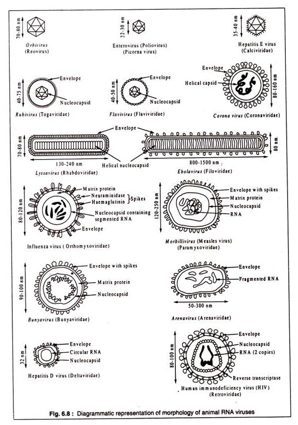Morphology of Animal RNA Viruses