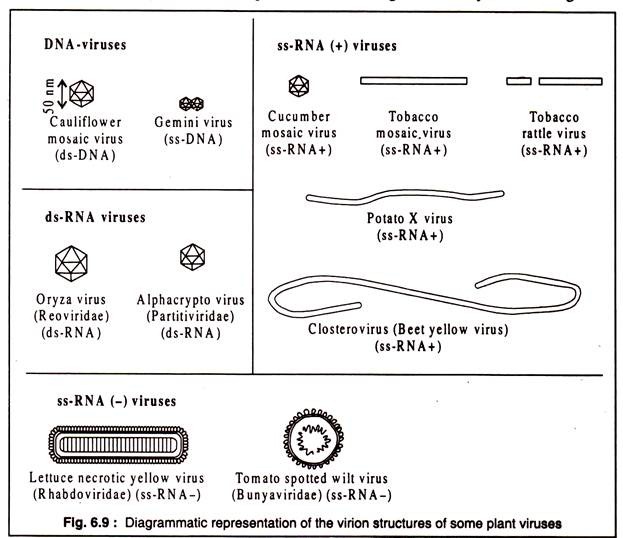 Virion Structures of Some Plant Viruses